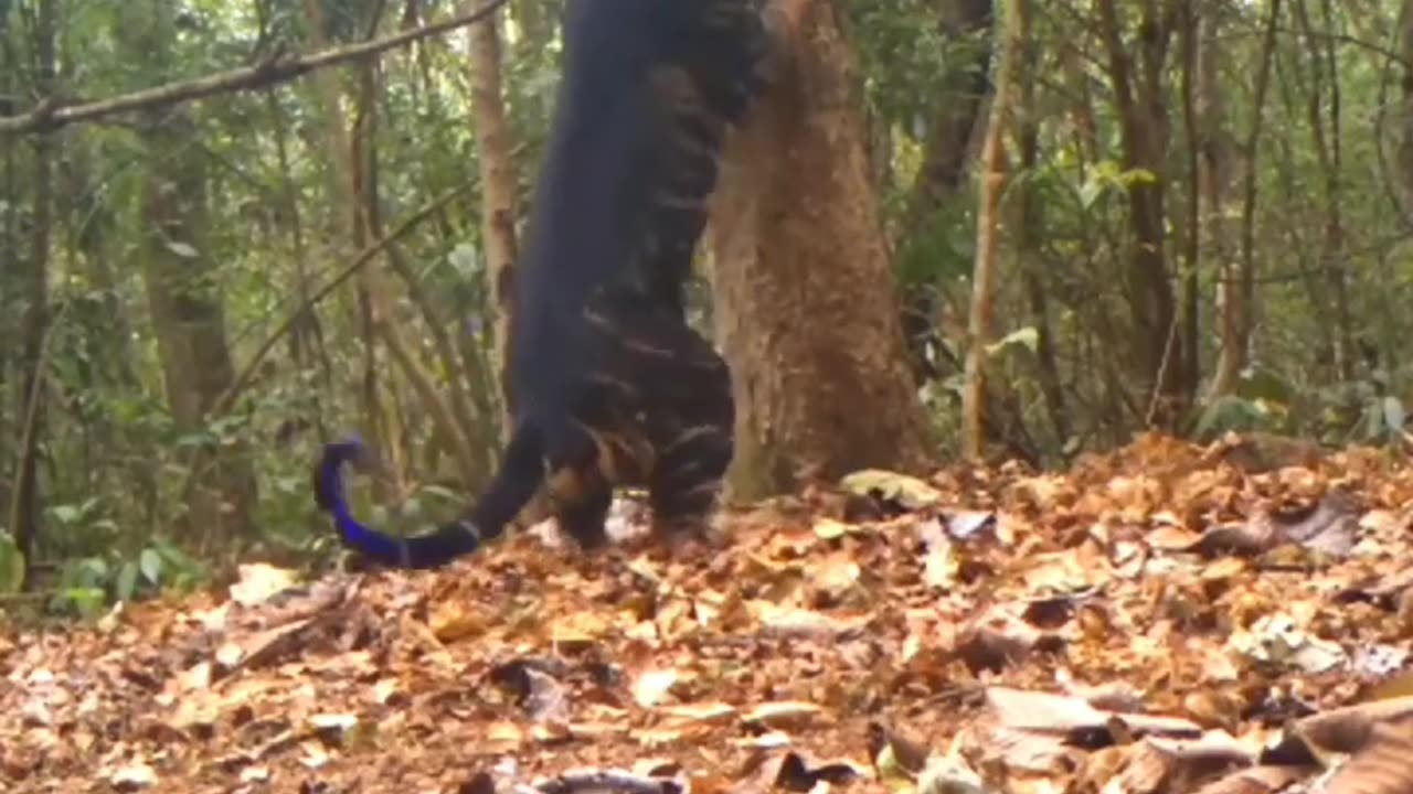Wildlife is in closer view with a natural perspective.