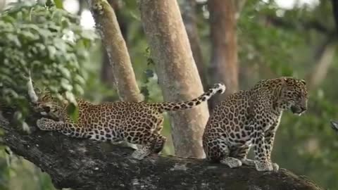 They will mate after every 10 minutes and move to trees and branches in the process