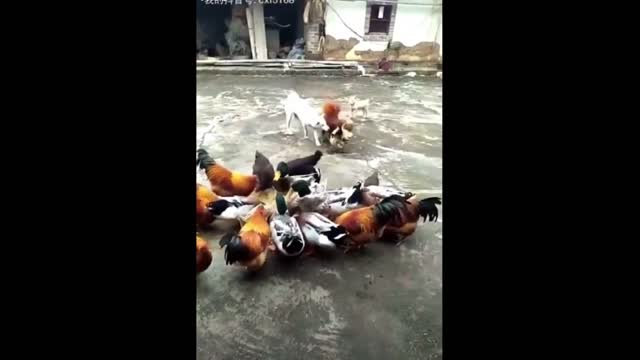 Funny animals Videos - Chicken VS Dog Fight