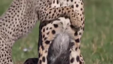 Wildlife's & Fun's