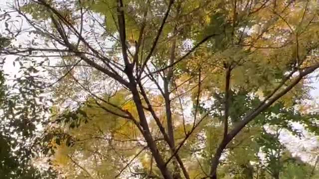 The leaves of the trees turn yellow