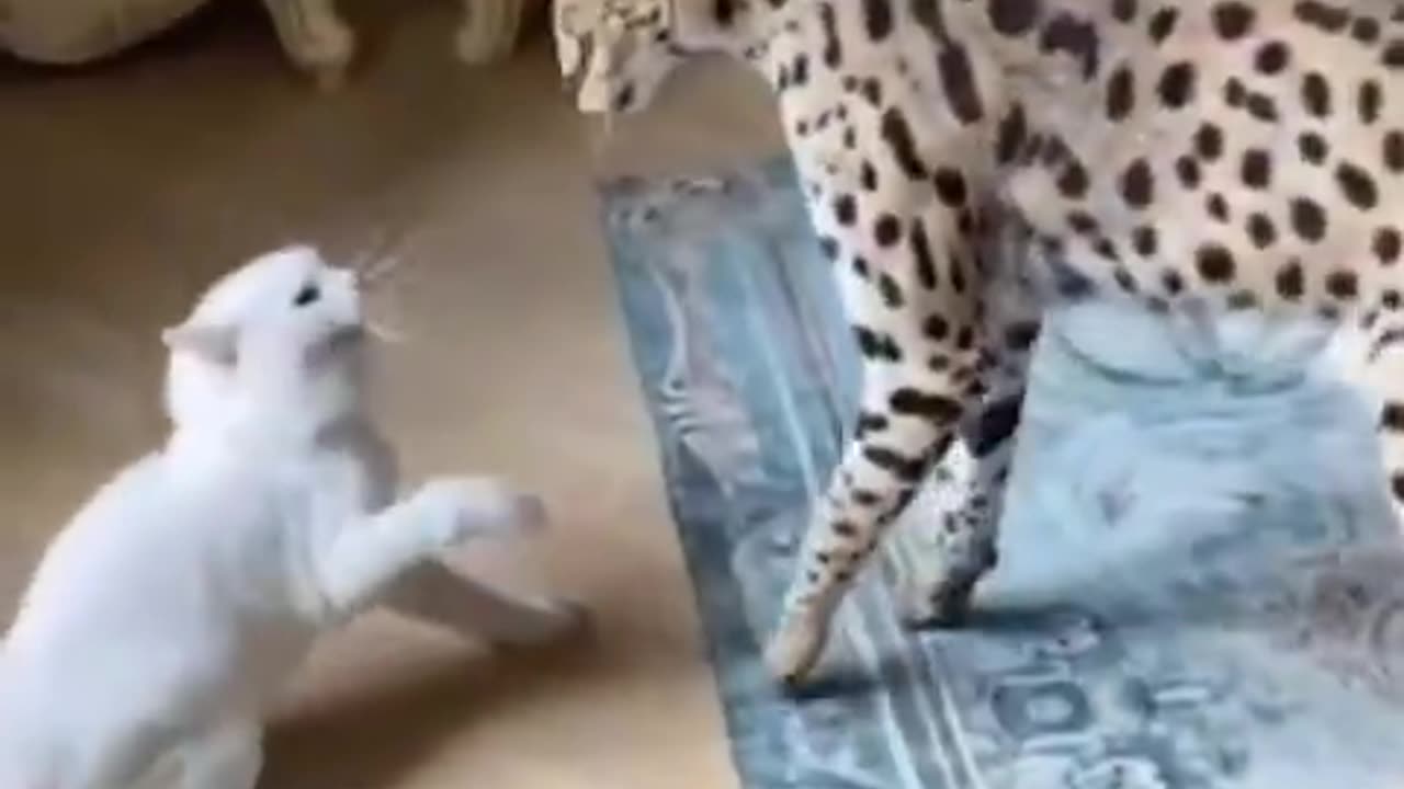 CAT SHOWS MERCY