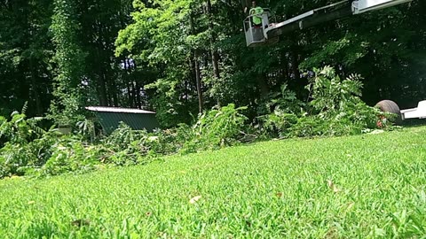 Cutting down tulip tree in-between fence garage shed & phone / power lines