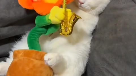 It's for videos like this that I pay for internet