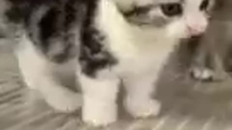 Funny cat