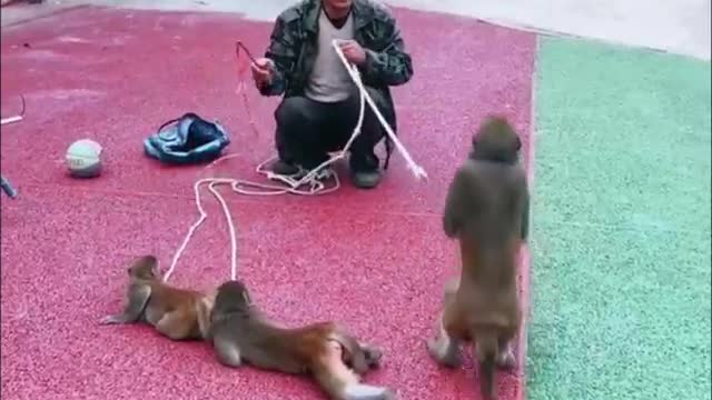 Funny monkey playing