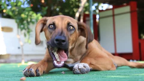 Dog with bone video stock footage