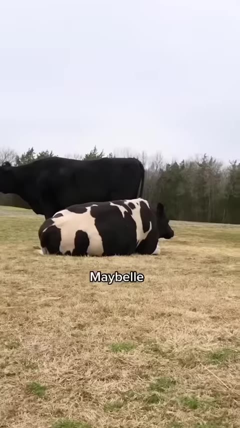 Calling Our Animals Names To See If They React (part 1)