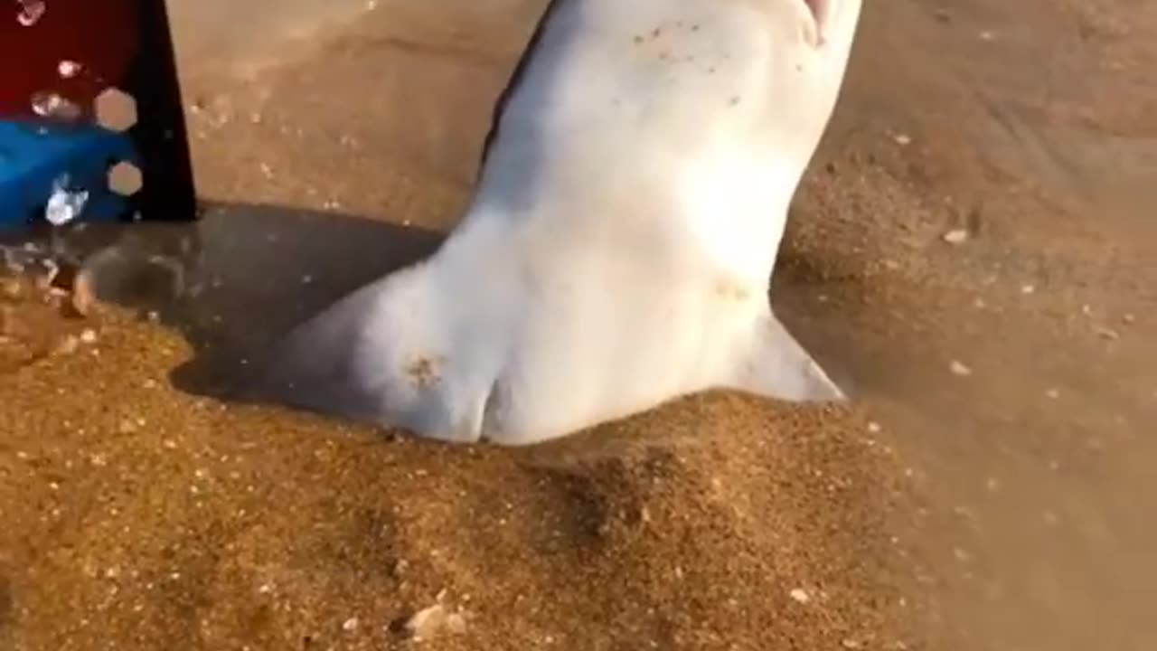 Fish! stuck in soil