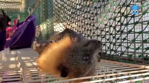 Rescuing a Gould's Wattled Bat who was found on a beach this is Pete