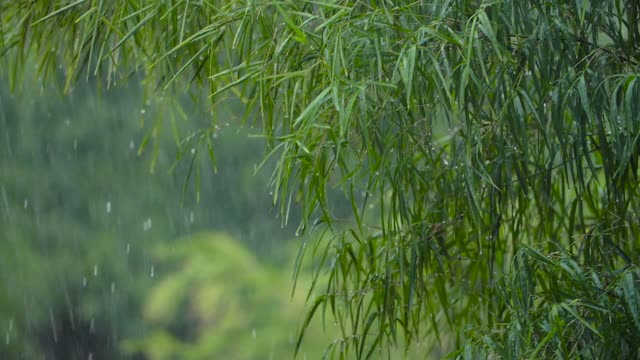 Plant with rain