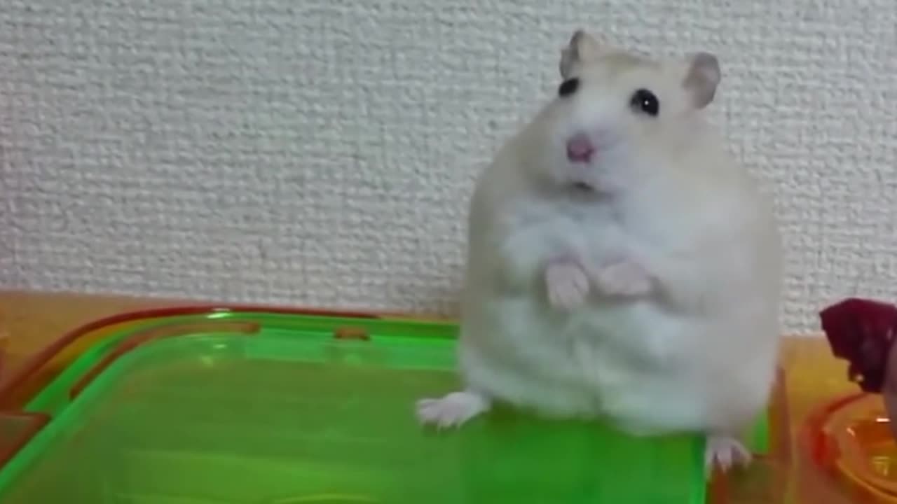 Sad Hamster