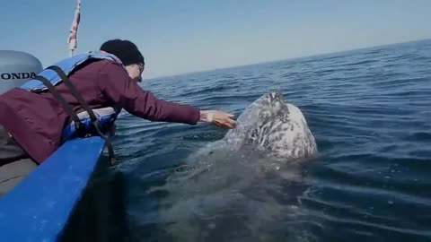 Wow, what a wonderful experience with Whales