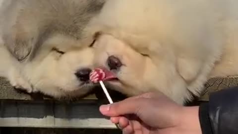 Cute puppies eat candy and funny dog