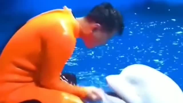 Would you like this lovely dolphin