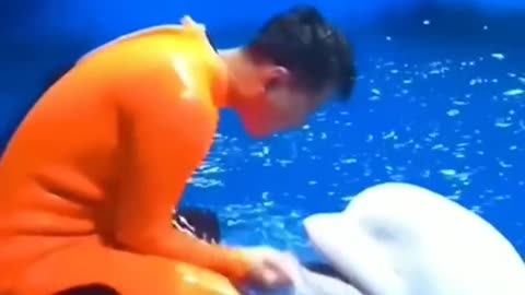 Would you like this lovely dolphin