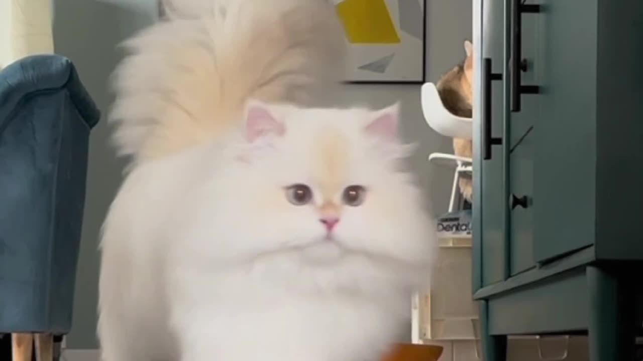 cute cat video