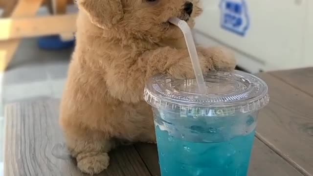 Little poodle girl Tina enjoying a glass of blue lemonade🐶😍