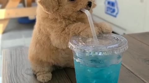 Little poodle girl Tina enjoying a glass of blue lemonade🐶😍