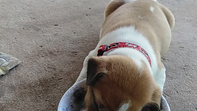 Puppy Eating Falls Asleep with Head in Bowl