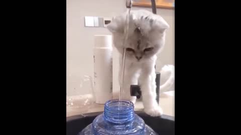 Funny animal video