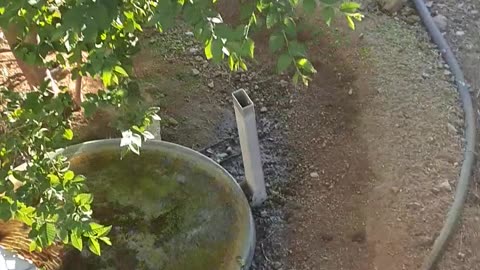 Gold Dredge Birdbath & Tree Watering System