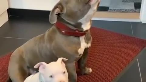 puppy dog ​​imitating your father