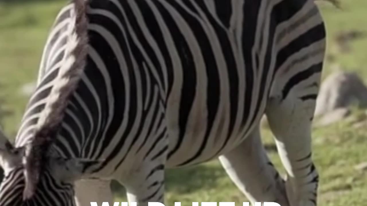 Zebra