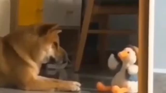 Funny dog talking with toy😄