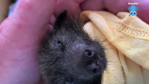 Flying-fox rescued after being attacked by a raptor Libdib days 2-3