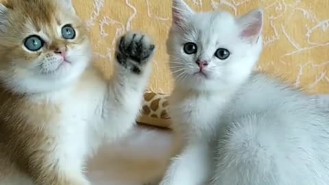 Kittens are not bored with playing