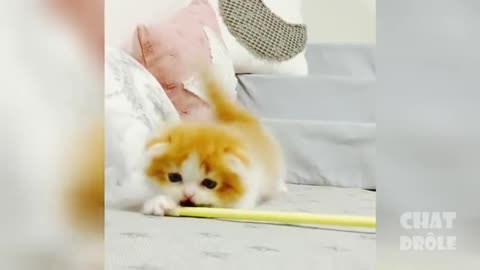 Funny cat cut