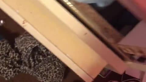 More Hunter Biden's personal videos #3