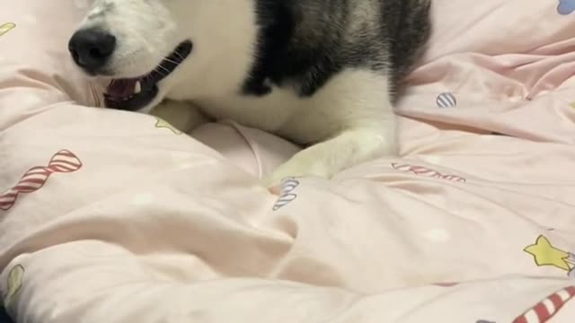 playing dog