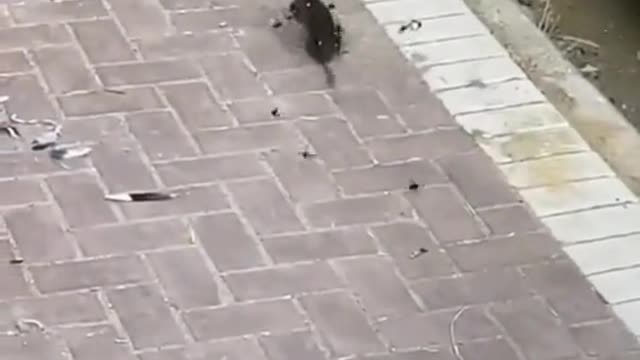 Bumblebee versus mouse