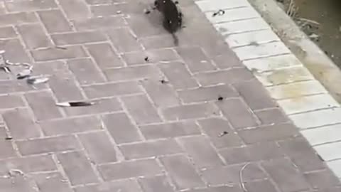 Bumblebee versus mouse