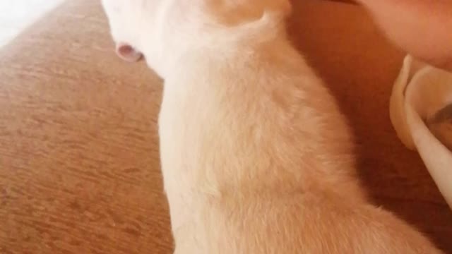 White cat games