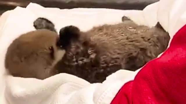 🍃 Missing does not necessarily mean meeting Like not necessarily together