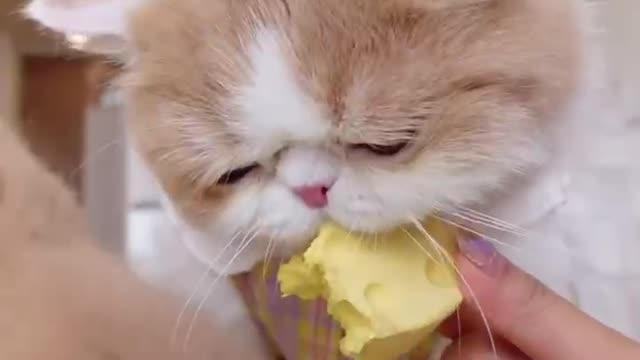 The cat at home is too eatable, let's eat cheese today.