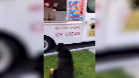 Cats and Dogs playing, the fun life of pets!!