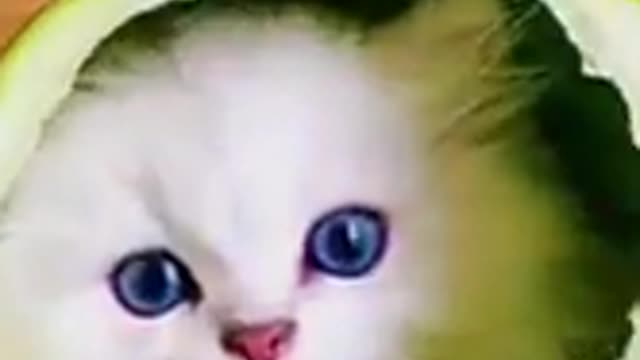 #Cutepets #Cuteanimals #beautifulanimals#niceanimals #viral #rumble.com