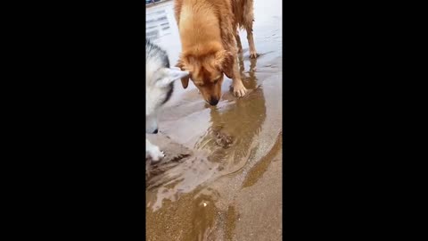 Huskies catching crabs at the beach