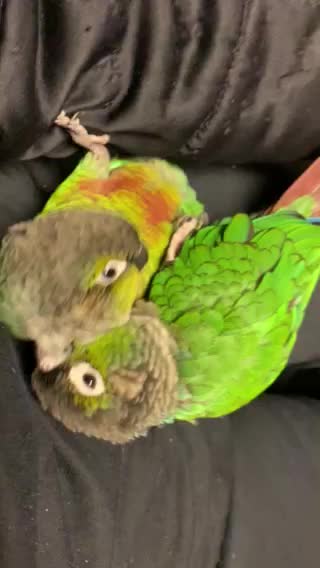 Machi & Matcha Playing