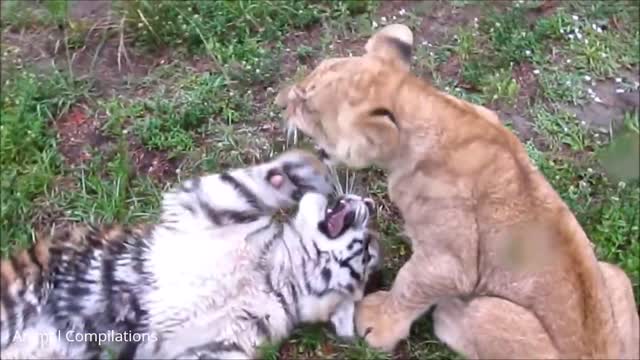 Lion Cubs Roaring (Baby Edition) - Cutest Compilation Video