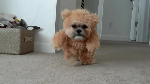 Munchkin the Shih Tzu wears teddy bear costume