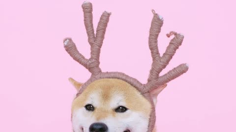 cute-dog-with-antlers-headband