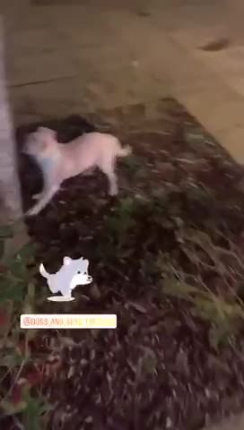 Skye He runs at night in the park