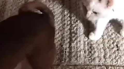 Funniest Cat And Dogs 😂 Funny Animal Videos try not to laugh