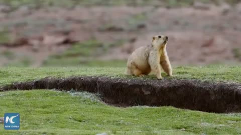nature and false nature