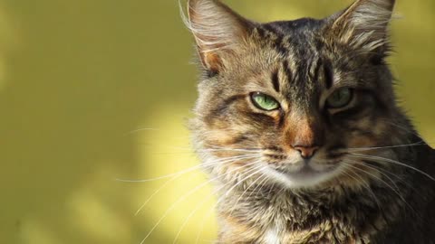 Cat Face Brindle